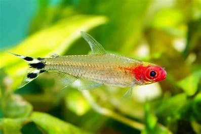 Rummy-Nose Tetra
