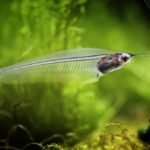 Glass Catfish