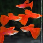 Dwarf Gourami Pair