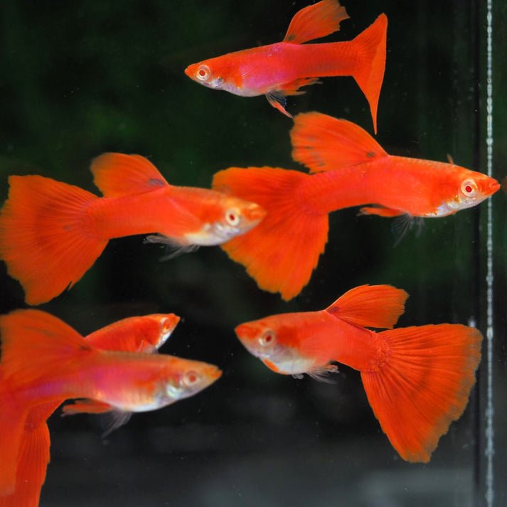 Albino Red Guppies Pair